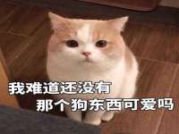 净月高新技术产业开发区沃隆商贸工作室