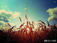 净月高新技术产业开发区沃隆商贸工作室