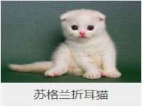 净月高新技术产业开发区沃隆商贸工作室