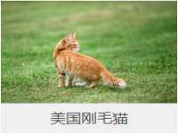 净月高新技术产业开发区沃隆商贸工作室