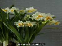 净月高新技术产业开发区沃隆商贸工作室