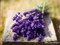 净月高新技术产业开发区沃隆商贸工作室